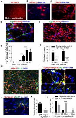 Conversion of Reactive Astrocytes to Induced Neurons Enhances Neuronal Repair and Functional Recovery After Ischemic Stroke